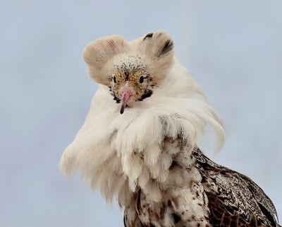 Kemphaan (Ruff)