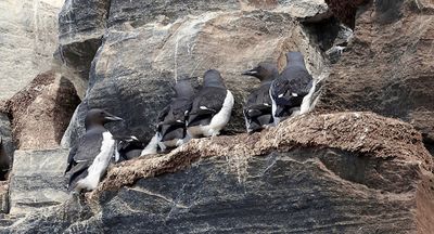 Kortbekzeekoeten (Brnnich's Guillemot)