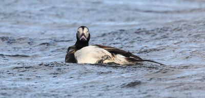 IJseend (Long-tailed Duck)
