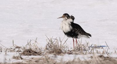 Kemphaan (Ruff)