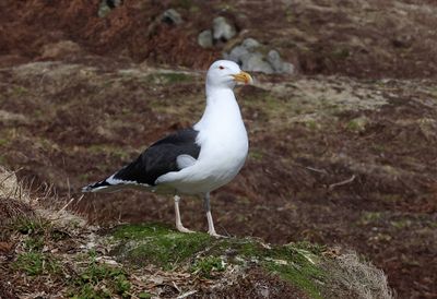 Grote Mantelmeeuw (Great Black-backed Gull)