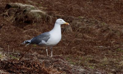 Zilvermeeuw (Herring Gull)