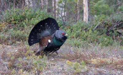 Auerhoen (Capercaillie)