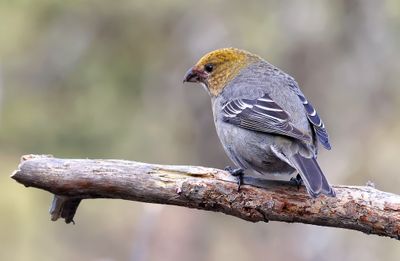 Haakbek (Pine Grosbeak)