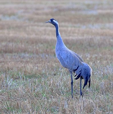 Kraanvogel (Common Crane)