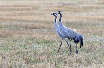 Kraanvogel (Common Crane)