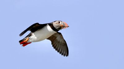 Papegaaiduiker (Atlantic Puffin)