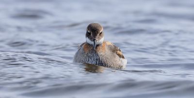 Grauwe Franjepoot (Red-necked Phalarope)