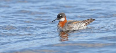 Grauwe Franjepoot (Red-necked Phalarope)