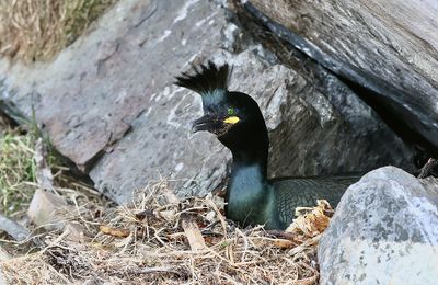 Kuifaalscholver (European Shag)