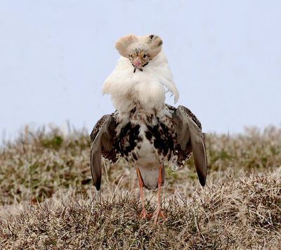 Kemphaan (Ruff)