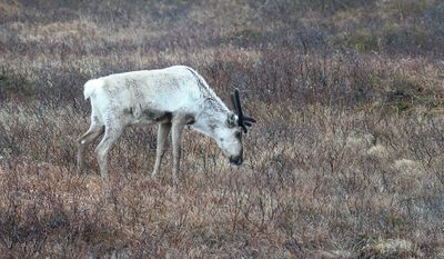 Rendier (Reindeer)