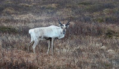 Rendier (Reindeer)