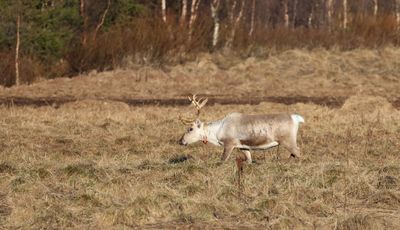 Rendier (Reindeer)