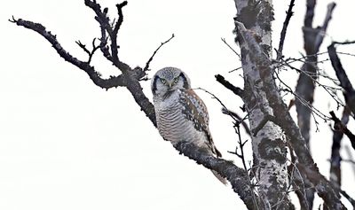 Sperweruil (Northern Hawk-Owl)