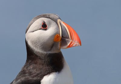 Papegaaiduiker (Atlantic Puffin)