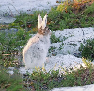 Sneeuwhaas (Mountain Hare)