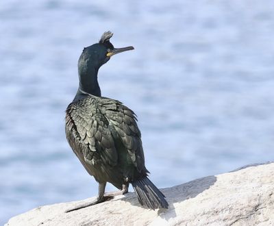 Kuifaalscholver (European Shag)