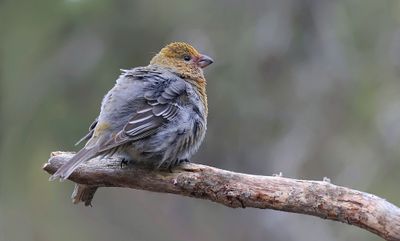 Haakbek (Pine Grosbeak)