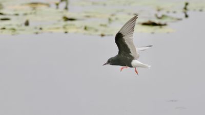 Witvleugelstern (White-winged Black Tern)