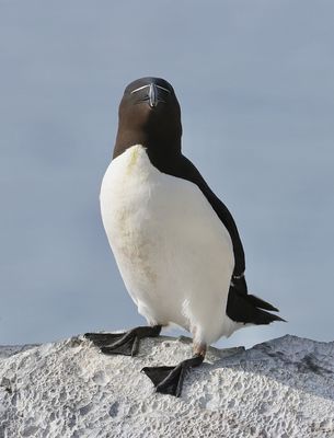 Alk (Razorbill)