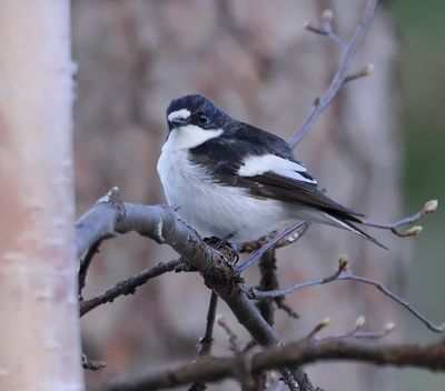 Bonte Vliegenvanger (European Pied Flycatcher)