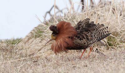 Kemphaan (Ruff)