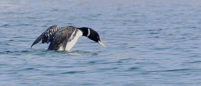 Geelsnavelduiker (Yellow-billed Diver)