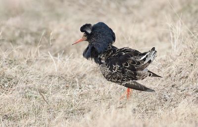 Kemphaan (Ruff)