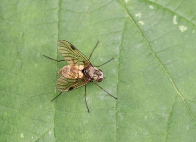Gewoon Goudklokje (Chrysopilus cristatus)