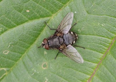 Pollenia sp.