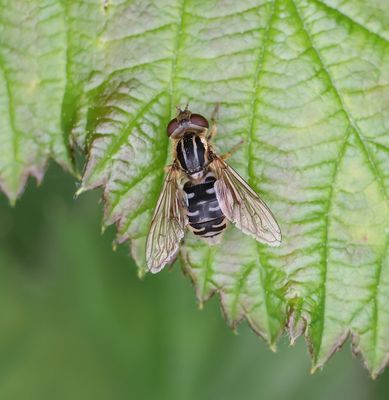Snuitwaterzweefvlieg (Anasimyia lineata)