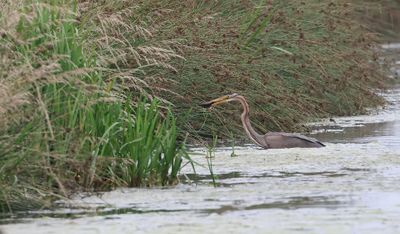 Purperreiger (Purple Heron)