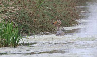 Purperreiger (Purple Heron)