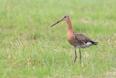 Grutto (Black-tailed Godwit)