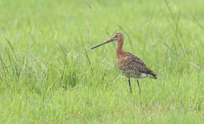 Grutto (Black-tailed Godwit)