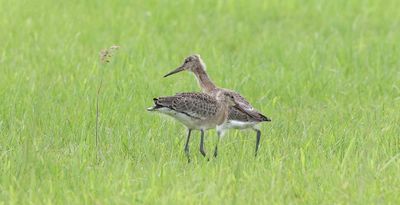 Grutto (Black-tailed Godwit)