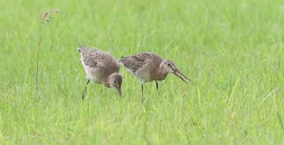 Grutto (Black-tailed Godwit)
