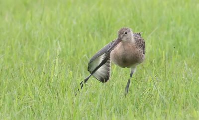 Grutto (Black-tailed Godwit)