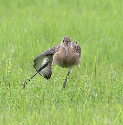 Grutto (Black-tailed Godwit)