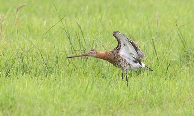 Grutto (Black-tailed Godwit)