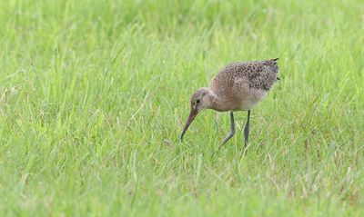 Grutto (Black-tailed Godwit)