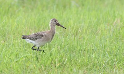 Grutto (Black-tailed Godwit)