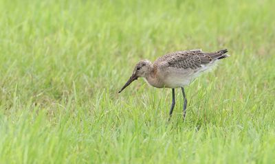 Grutto (Black-tailed Godwit)