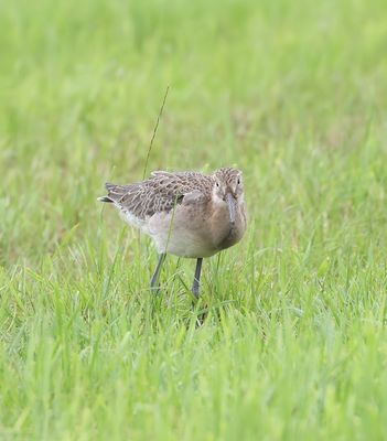 Grutto (Black-tailed Godwit)