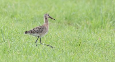 Grutto (Black-tailed Godwit)