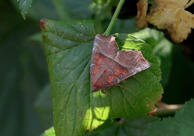 Roesje (Scoliopteryx libatrix) - Herald