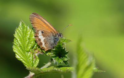 Tweekleurig Hooibeestje (Coenonympha arcania) - Pearly Heath