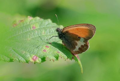 Tweekleurig Hooibeestje (Coenonympha arcania) - Pearly Heath