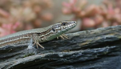 Muurhagedis (Common Wall Lizard)